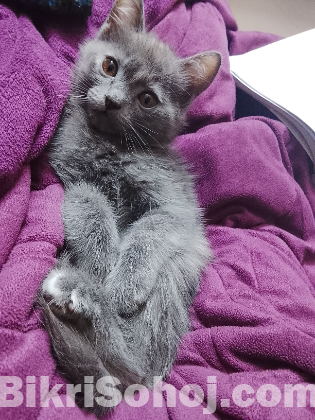 Persian mix kitten